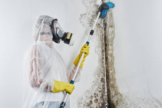 Why You Should Choose Our Mold Remediation Services in Waelder, TX